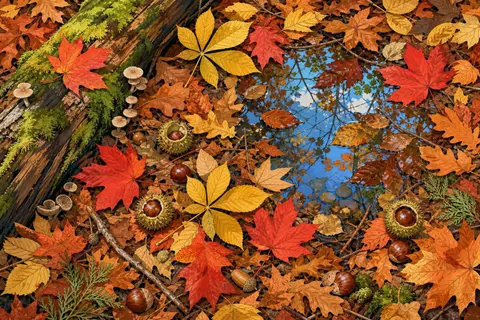 Hojas de otoño rojas, ocres y doradas en el suelo del bosque con bellotas